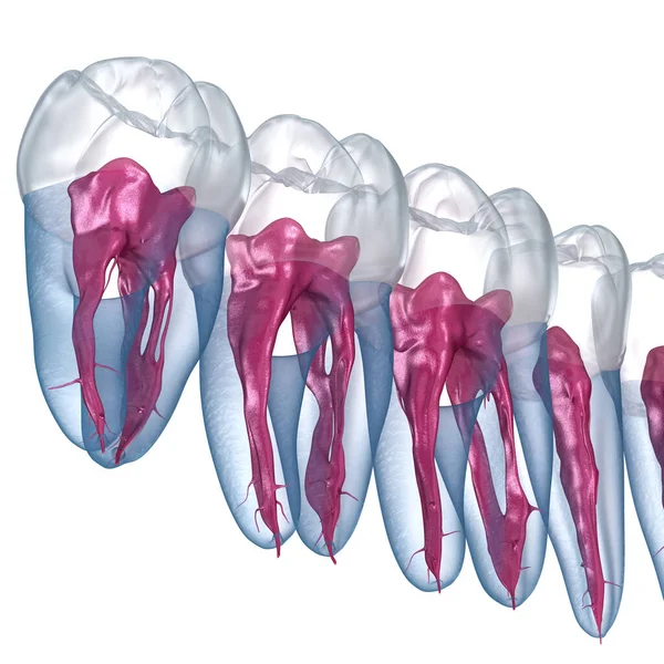 Dental Root Anatomy Xray View Medically Accurate Dental Illustration — Stock Photo, Image