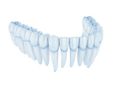 Alt çene dişlerinin morfolojisi. Kablo 3d model illüstrasyonu