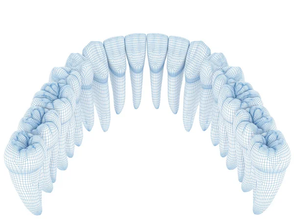 Morphologie Des Dents Mandibulaires Fil Illustration Modèle — Photo