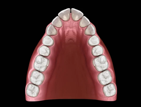 Shape Tapered Arch Form Maxilla Medically Accurate Tooth Illustration — Stock Photo, Image