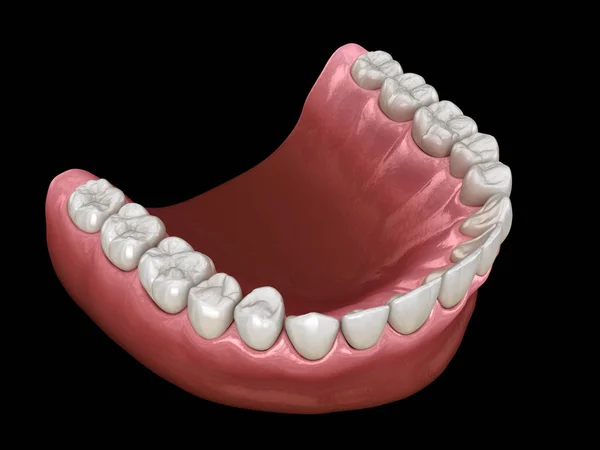 上顎のU字型の卵形のアーチ形 医学的に正確な歯3Dイラスト — ストック写真