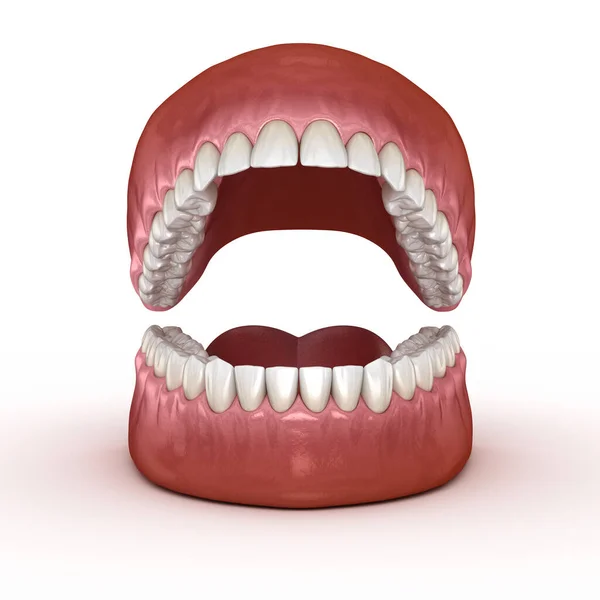 Anatomia Dentale Dentiere Aperte Illustrazione Dentale Clinicamente Accurata — Foto Stock