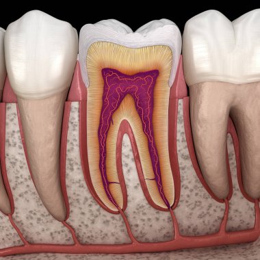 Detaylarda molar anatomi. İnsan dişlerinin 3 boyutlu çizimi