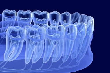 Diş kökü anatomisi, röntgen görüntüsü. Tıbbi olarak doğru olan 3 boyutlu diş illüstrasyonu