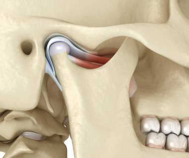 TMJ: Temporoçene eklemleri. Sağlıklı tıkanma anatomisi. İnsan dişleri ve protez kavramının tıbben doğru üç boyutlu çizimi