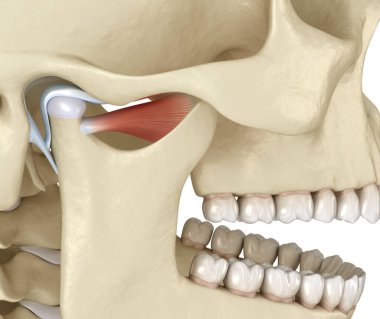 TMJ: Temporoçene eklemleri. Sağlıklı tıkanma anatomisi. İnsan dişleri ve protez kavramının tıbben doğru üç boyutlu çizimi