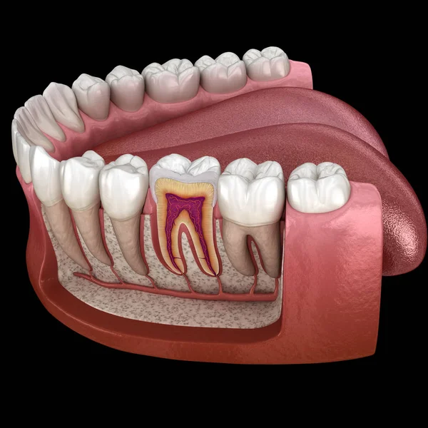 Anatomía Molar Detalles Ilustración Dientes Humanos —  Fotos de Stock