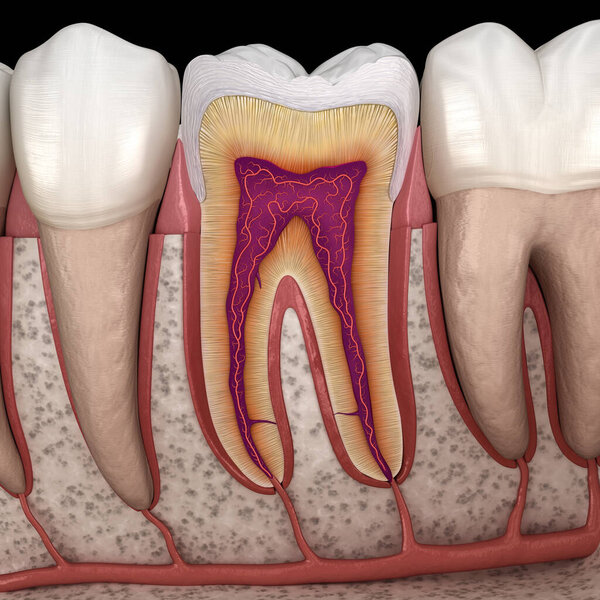 Molar anatomy in details. 3D illustration of human teeth