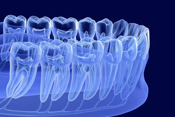 Teeth root anatomy, Xray view. Medically accurate dental 3D illustration