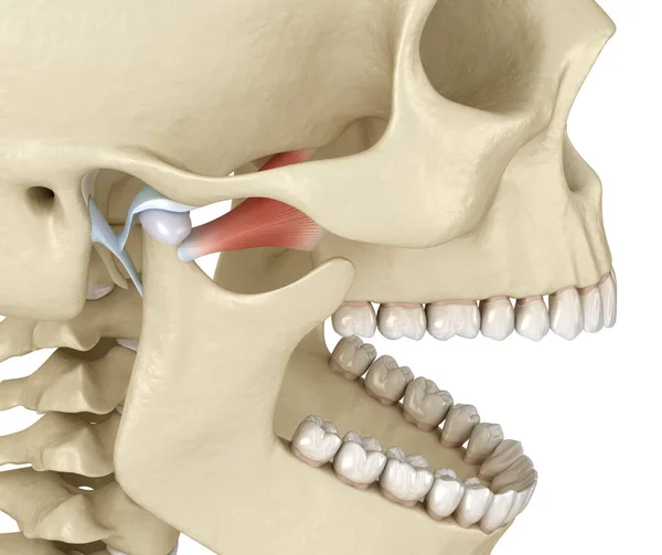 Tmj 暂时下颌骨关节 健康的闭塞解剖 医学上准确的人类牙齿和假牙概念三维图像 — 图库照片