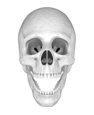 İnsan beyaz kafatası. 3B illüstrasyon