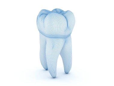 Birinci çene azı dişinin morfolojisi. Kablolu 3d illüstrasyon