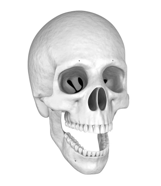 Human White Scull Illustration — Stock Photo, Image