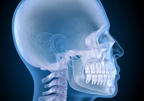 Human head in xray view. Medically accurate 3D illustration