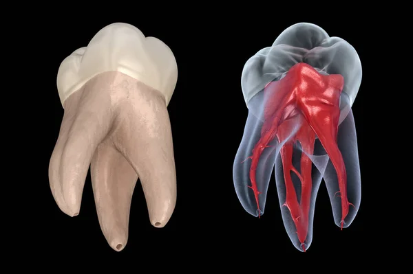 歯科根の解剖学 最初の上顎臼歯 医学的に正確な歯科3Dイラスト — ストック写真