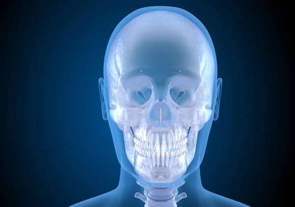 Human Head Xray View Medically Accurate Illustration — Stock Photo, Image