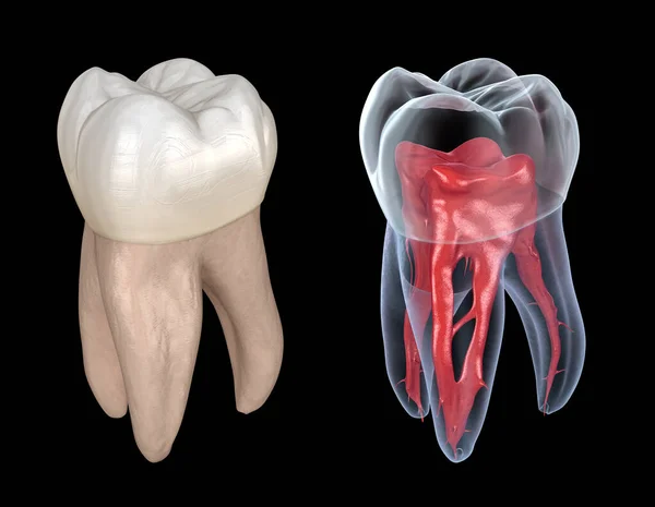 Dental Root Anatomy First Maxillary Molar Tooth Medically Accurate Dental — Stock Photo, Image