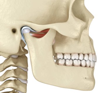 TMJ: Temporoçene eklemleri. Sağlıklı tıkanma anatomisi. İnsan dişleri ve protez kavramının tıbben doğru üç boyutlu çizimi