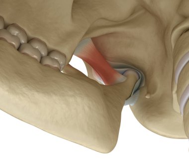 TMJ: Temporoçene eklemleri. Sağlıklı tıkanma anatomisi. İnsan dişleri ve protez kavramının tıbben doğru üç boyutlu çizimi