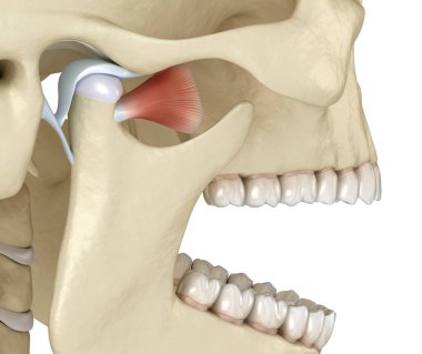 TMJ: Temporoçene eklemleri. Sağlıklı tıkanma anatomisi. İnsan dişleri ve protez kavramının tıbben doğru üç boyutlu çizimi
