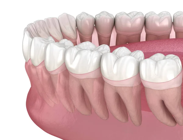 人間の歯の形態学 医学的に正確な歯3Dイラスト — ストック写真