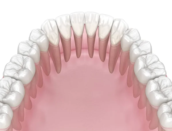 Nsan Dişlerinin Morfolojisi Tıbbi Olarak Doğru Diş Illüstrasyon — Stok fotoğraf