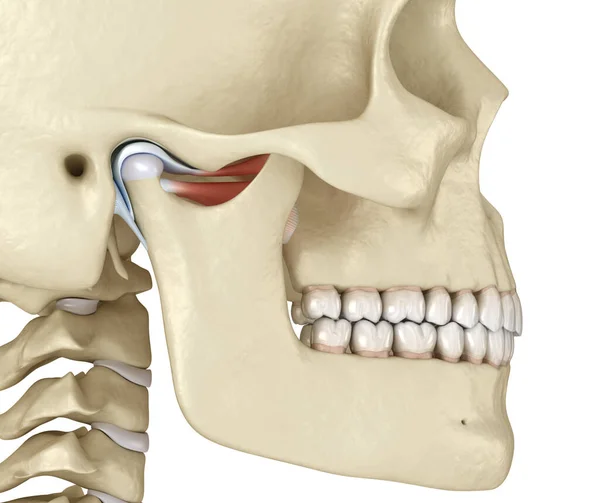 Stawy Skroniowo Żuchwowe Zdrowa Anatomia Niedrożności Medycznie Dokładna Ilustracja Koncepcji — Zdjęcie stockowe