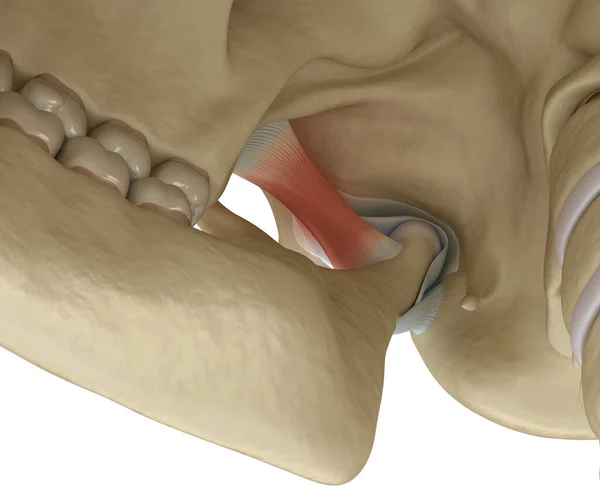 Tmj Articulações Temporomandibulares Anatomia Saudável Oclusão Ilustração Medicamente Precisa Conceito — Fotografia de Stock