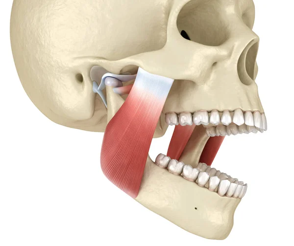 Tmj 暂时的下颌骨关节和肌肉 医学上准确的3D图像 — 图库照片