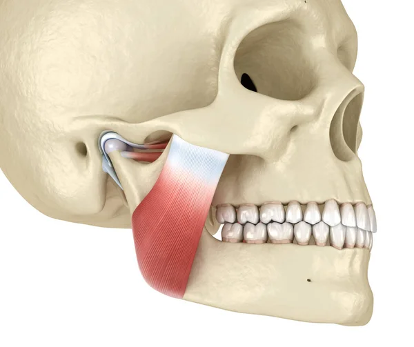 Tmj 一時的な関節や筋肉 医学的に正確な3Dイラスト — ストック写真