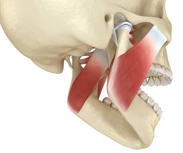 Tmj Les Articulations Temporomandibulaires Les Muscles Illustration Médicalement Précise — Photo