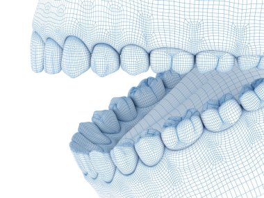Mandibular insan diş eti ve dişlerin morfolojisi. Tel 3d model illüstrasyon
