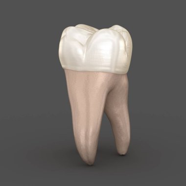 Diş anatomisi - İlk maksiller azı dişi. Tıbbi olarak doğru diş 3d illüstrasyon