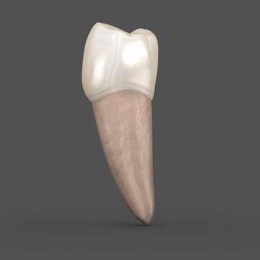 Diş anatomisi - Mandibular İkinci premolar diş. Tıbbi olarak doğru diş 3d illüstrasyon