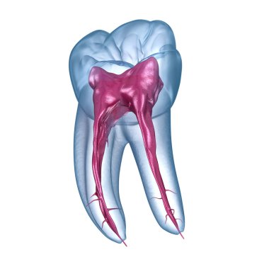 Diş kökü anatomisi, ilk çene azı dişi. Tıbbi olarak doğru olan 3 boyutlu diş illüstrasyonu