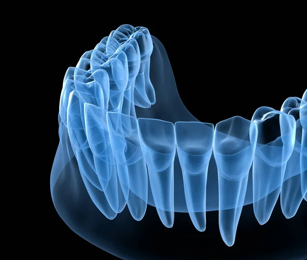 Dental Anatomy of mandibular human gum and teeth, x-ray view. Medically accurate tooth 3D illustration