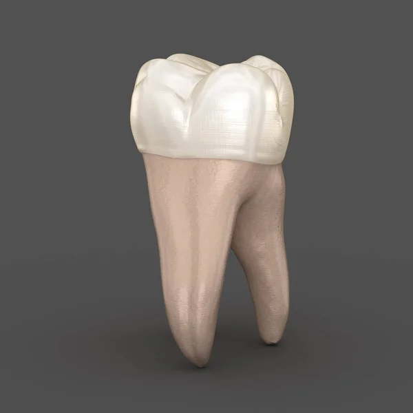 Dental Anatomy Första Maxillary Molar Tand Medicinskt Noggrann Dental Illustration — Stockfoto