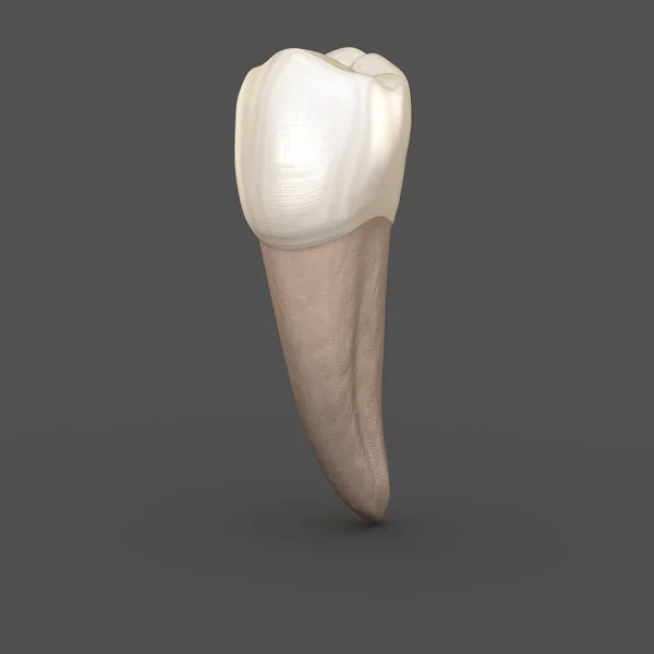 Anatomie Dentaire Mandibulaire Deuxième Dent Prémolaire Illustration Dentaire Médicalement Précise — Photo