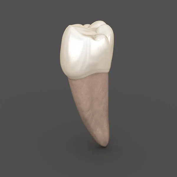 Diş Anatomisi Mandibular Kinci Premolar Diş Tıbbi Olarak Doğru Diş — Stok fotoğraf