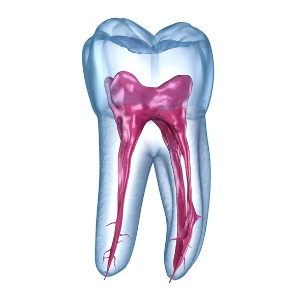 Anatomía Raíz Dental Primer Diente Molar Mandibular Ilustración Dental Médicamente —  Fotos de Stock