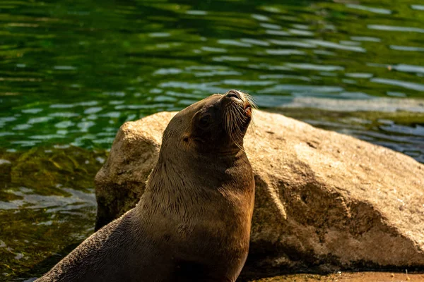 Lion Mer Des Galapagos Assis Sur Pierre Soleil — Photo