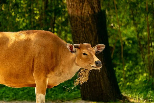 Een Koe Die Lacht Terwijl Het Het Eten Van Stro — Stockfoto