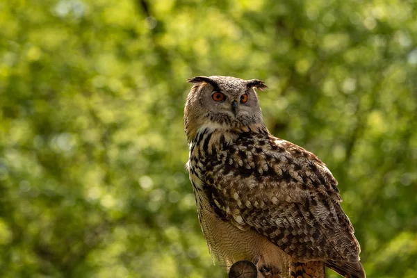 Een Oehoe Zittend Een Tak Opzoeken — Stockfoto