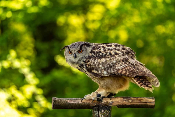 Eagle Owl Sitting Branch Sitting Ambush — Stock Photo, Image