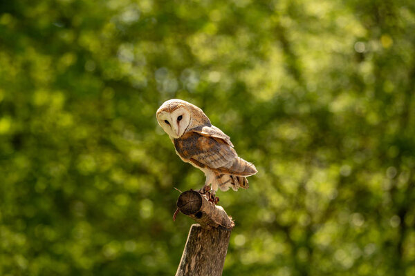 A barn owl sitting on a branch and looking down