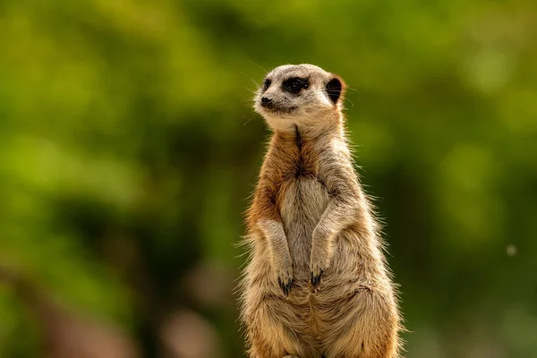 Meerkat oturma ve manzaraya bakarak