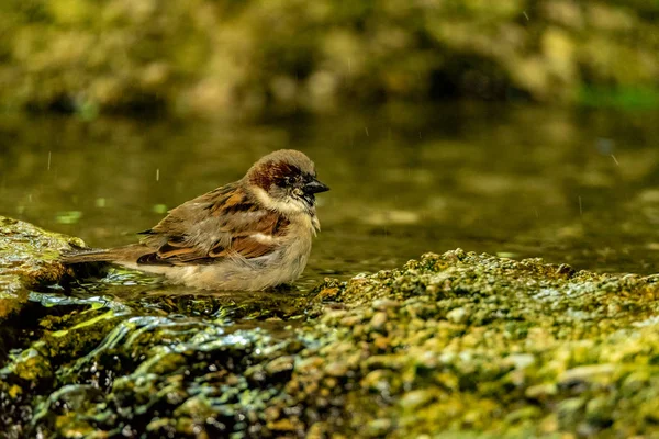 Sparrow Sitting Water Playing — Stock Photo, Image