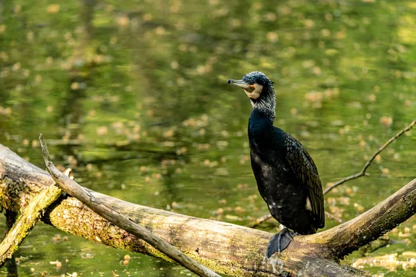 Fouille Roche Gris Est Grand Oiseau Noir Eau Repos