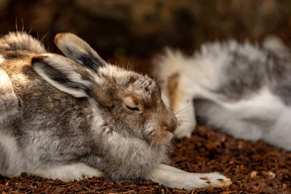 A sleeping mountain hare on a forestlike ground
