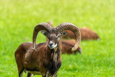 Bizi bekleyen bir kunduzdan oluşur ve tarafına bakarak